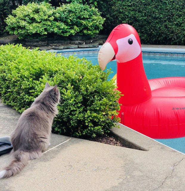 Giant Parrot Pool Float | Ride-On | 1-3 Riders | Stable Design
